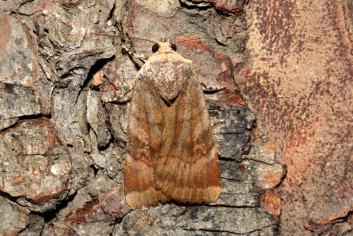 Noctua sp.